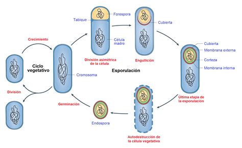 Endospora Cbrnes