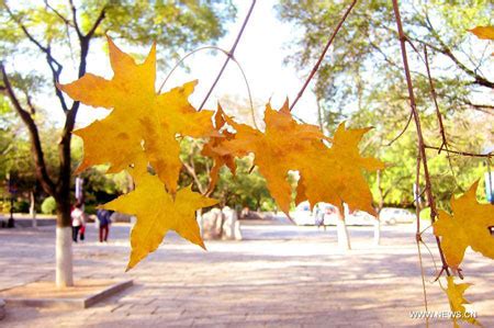 Scenery Of Maple Trees Of Qianfo Mountain In Jinan