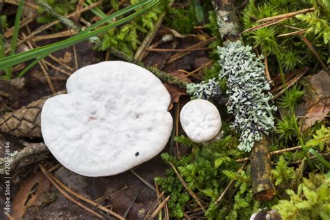 Hydnellum peckii - wood mushroom in pine forest. Rare "bleeding" Stock ...