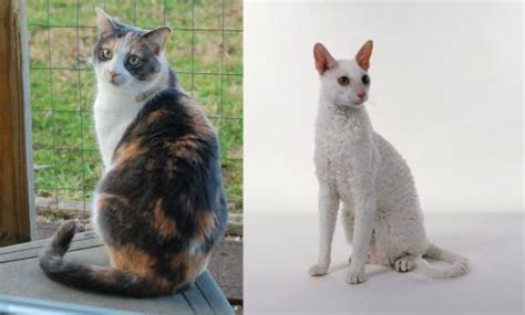 Dilute Calico Vs Cornish Rex Breed Comparison Mycatbreeds