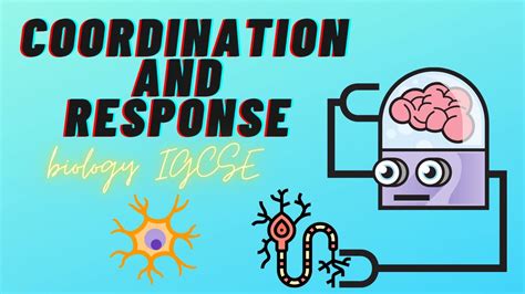 Biology Igcse Coordination And Response 141 Nervous Controls In