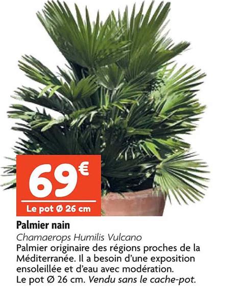 Promo Palmier Nain Chez Point Vert ICatalogue Fr