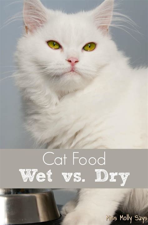 Cat Food - Wet vs Dry - Miss Molly Says