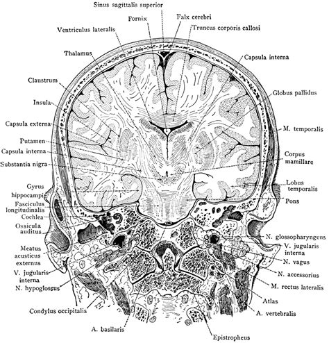 Frontal Section Of Head ClipArt ETC