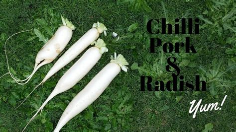 When To Harvest White Radish Chinese Radishdaikon Cooking Spicy