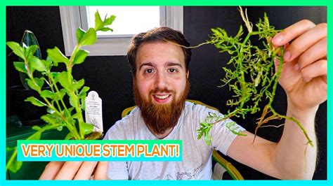 Water Wisteria Aquarium Stem Plant Care Guide Youtube