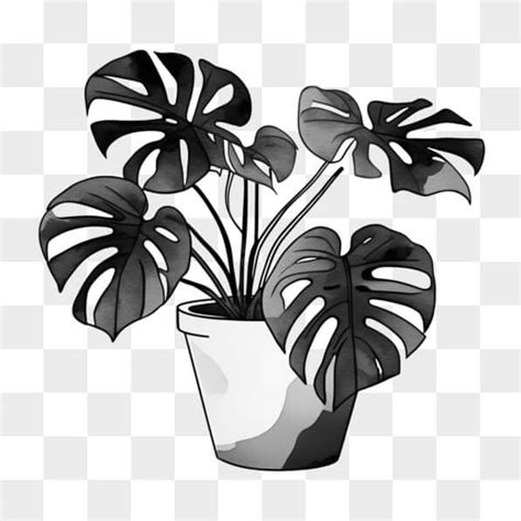 Descarga Dibujo De Planta En Maceta De Interior En Blanco Y Negro