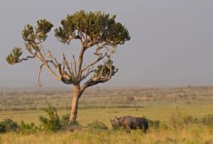 Black Rhino vs White Rhino - The Story and Charms of the African Rhino