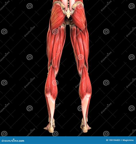 Sistema Muscolare Del Corpo Umano Muscoli Anatomia Illustrazione Di