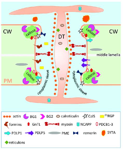 The structure of a typical simple Pd. Plasmodesmata is a pore in the ...