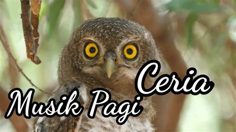 Relaksasi Musik Suara Burung Di Hutan Enak Didengar Morning Music Bird