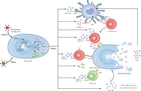 Frontiers Combining Oncolytic Viruses With Cancer Immunotherapy