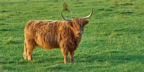 Raising Scottish Breed of Cattle and Livestock on a Farm for Beef ...