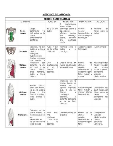 Músculos Del Abdomen Apuntes De Medicina Anatomía Udocz