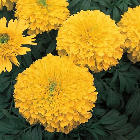 Altman Plants 1 Pint Large African Yellow Marigold Plant 66814 The Home Depot