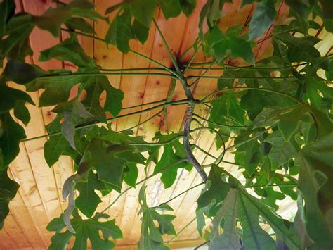 Kurrajong A House Tree With Edible Roots Edimentals