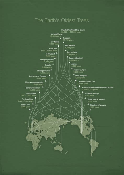 Infographic: The Earth’s Oldest Trees | Didactic Discourse