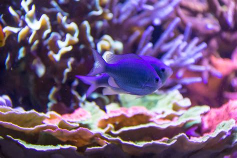 Fondos De Pantalla Agua Pescado Submarino Arrecife De Coral