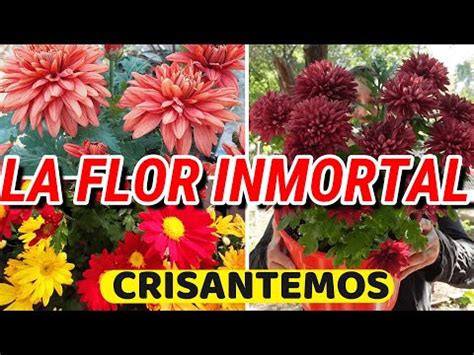 Cómo cultivar crisantemos en casa de forma fácil y exitosa