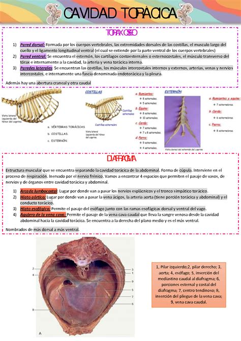 SOLUTION Cavidad Tor Cica Anatomia Veterinaria Studypool