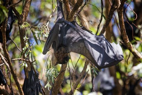 Closeup Shot of a Fruit Bat Hanging on a Tree in the Forest Stock Photo ...