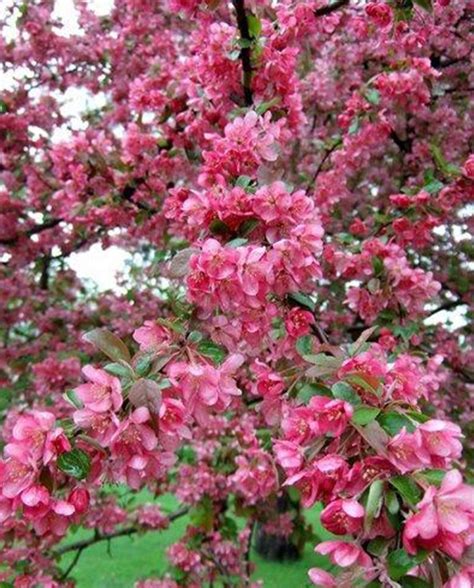 Crab Apple Fiori Di Bach Erboristeria Erbesalute Milano