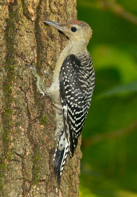 Juvinile First Spotted 8 19 17 Juvenile Red Bellied Woodpecker