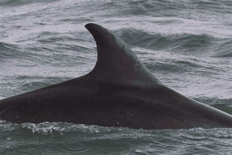 How To Identify The Shannon Dolphins Irish Whale And Dolphin Group