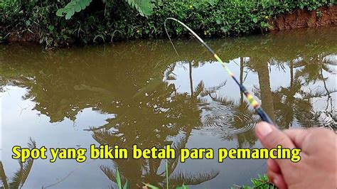 Mancing Ikan Wader Di Sungai Kecil Dekat Sawah Auto Panen Sambaran