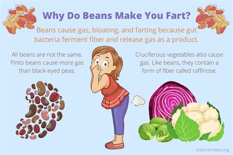 Why Do Beans Make You Fart Raffinose And Gas