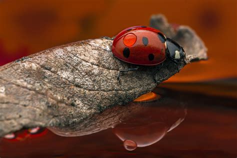 Ladybug Hd Insect Macro Water Drop Hd Wallpaper Rare Gallery