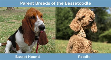 Bassetoodle (Basset Hound & Poodle Mix): Info, Pictures ...