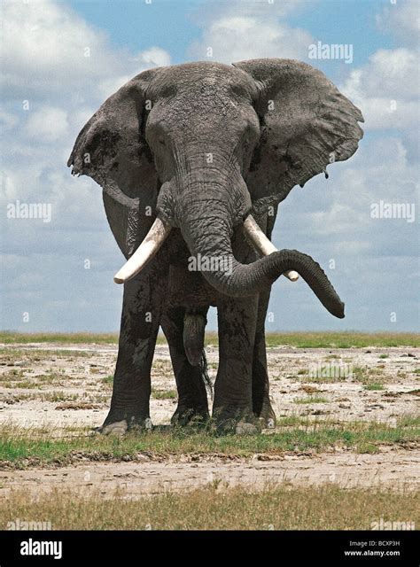 Mature Male Elephant Bull Relaxing Resting His Trunk On Tusk Amboseli