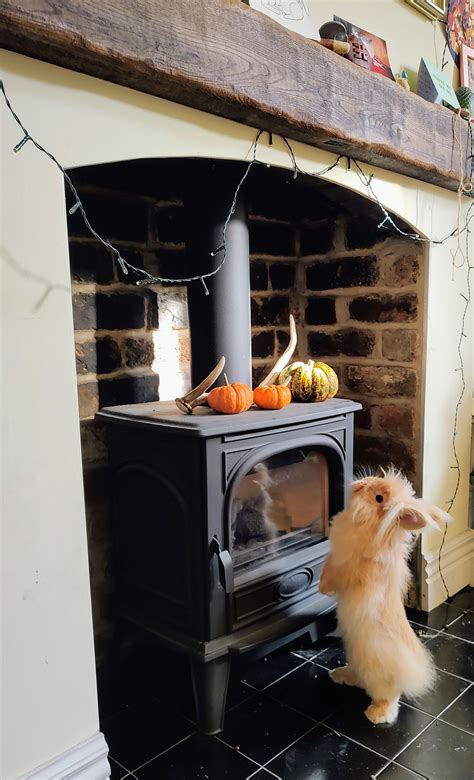 Kuzco is wondering why we are decorating with food (OC) : r/aww