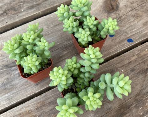 23 Succulent Donkeys Tail Etsy