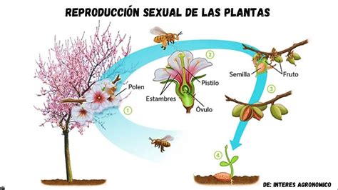 Proceso De Las Plantas Hot Sex Picture