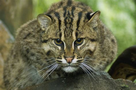 Fishing Cat The Cincinnati Zoo And Botanical Garden