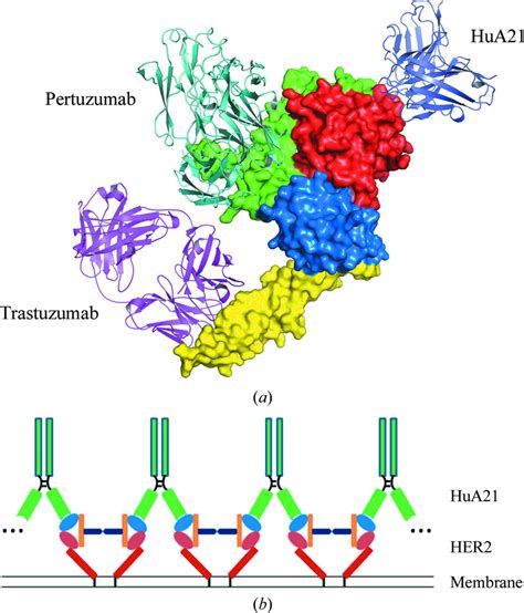 Iucr Structural Insight Into A Matured Humanized Monoclonal Antibody