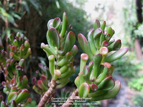 Photo Of The Entire Plant Of Crassula Ovata Red Horn Tree Posted By Bonitin