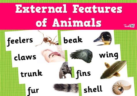 external features  animals teacher resources  classroom games