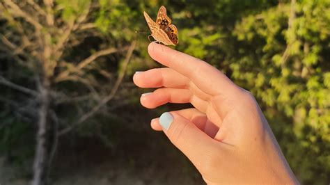 Qu Significa Que Una Mariposa Llegue A Mi Casa Glamour