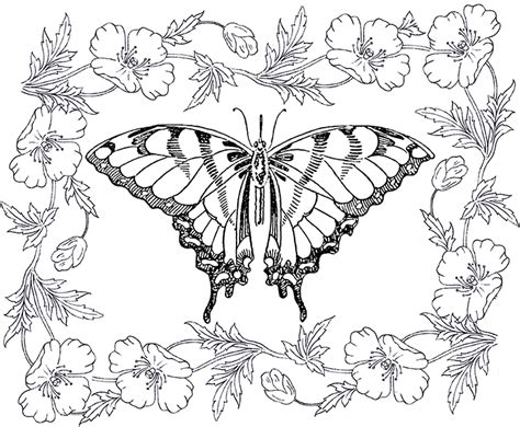 14 Butterfly Coloring Pages for Adults! - The Graphics Fairy