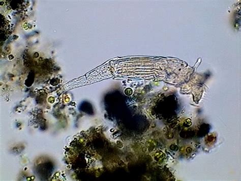 Key To Genera Of Bdelloid Rotifers