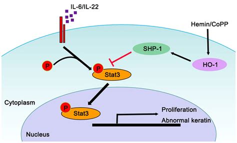 The Diagram Shows The Proposed Molecular Mechanism Of Ho Mediated