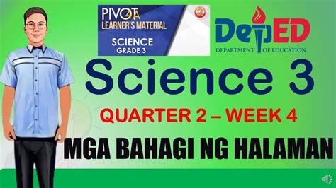 Science 3 Quarter 2 Week 4 Mga Bahagi Ng Halaman Youtube