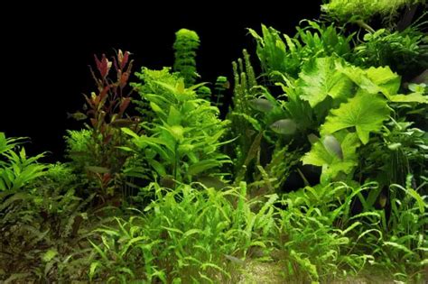 15 Best Plants for Turtle Tanks (With Pictures) – Cool Pets Advice