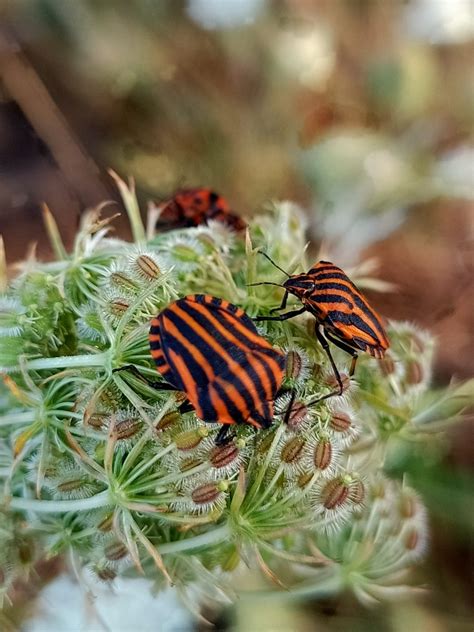 Photo Striped Shield Bug Graphosoma Italicum Observation Org