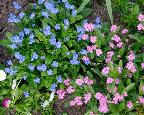 Myosotis Sylvatica GardensOnline