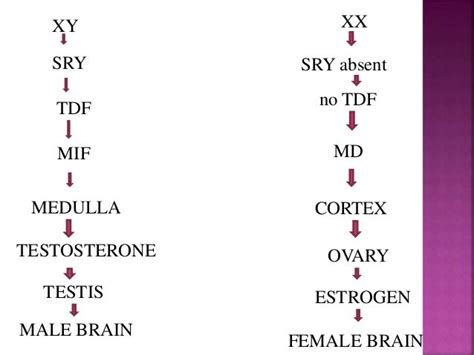 Development of gonads