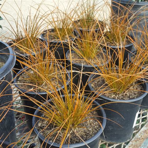 Carex Testacea New Zealand Orange Sedge Mid Valley Trees